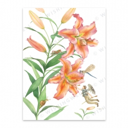 FL02. Tiger Lilie * Wishingwell wenskaart
