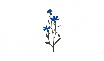 02. Cornflower, greeting card * Michoucas design