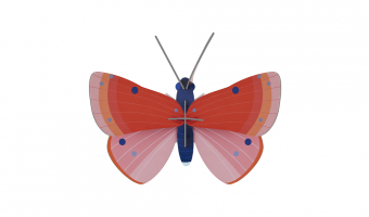 27. Speckled Copper Butterfly Wall Art * Studio ROOF