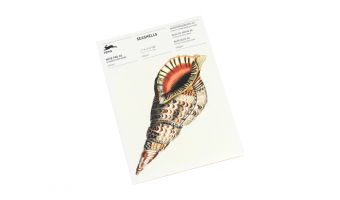 NP79 Seashells * A5 notepad * Pepin Press