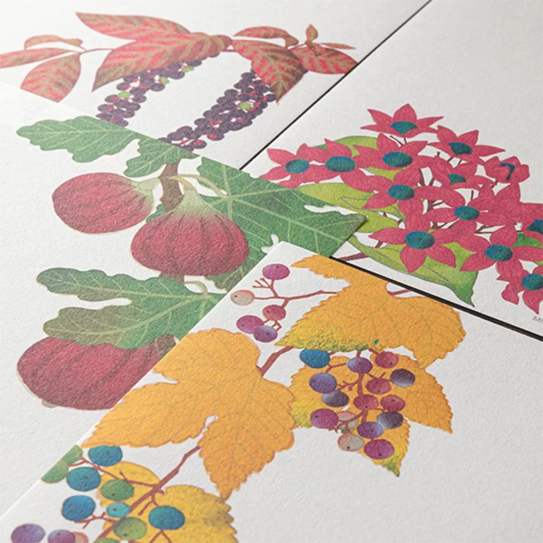 71.1 Autumn Fruits 2026 Letter Paper * Midori