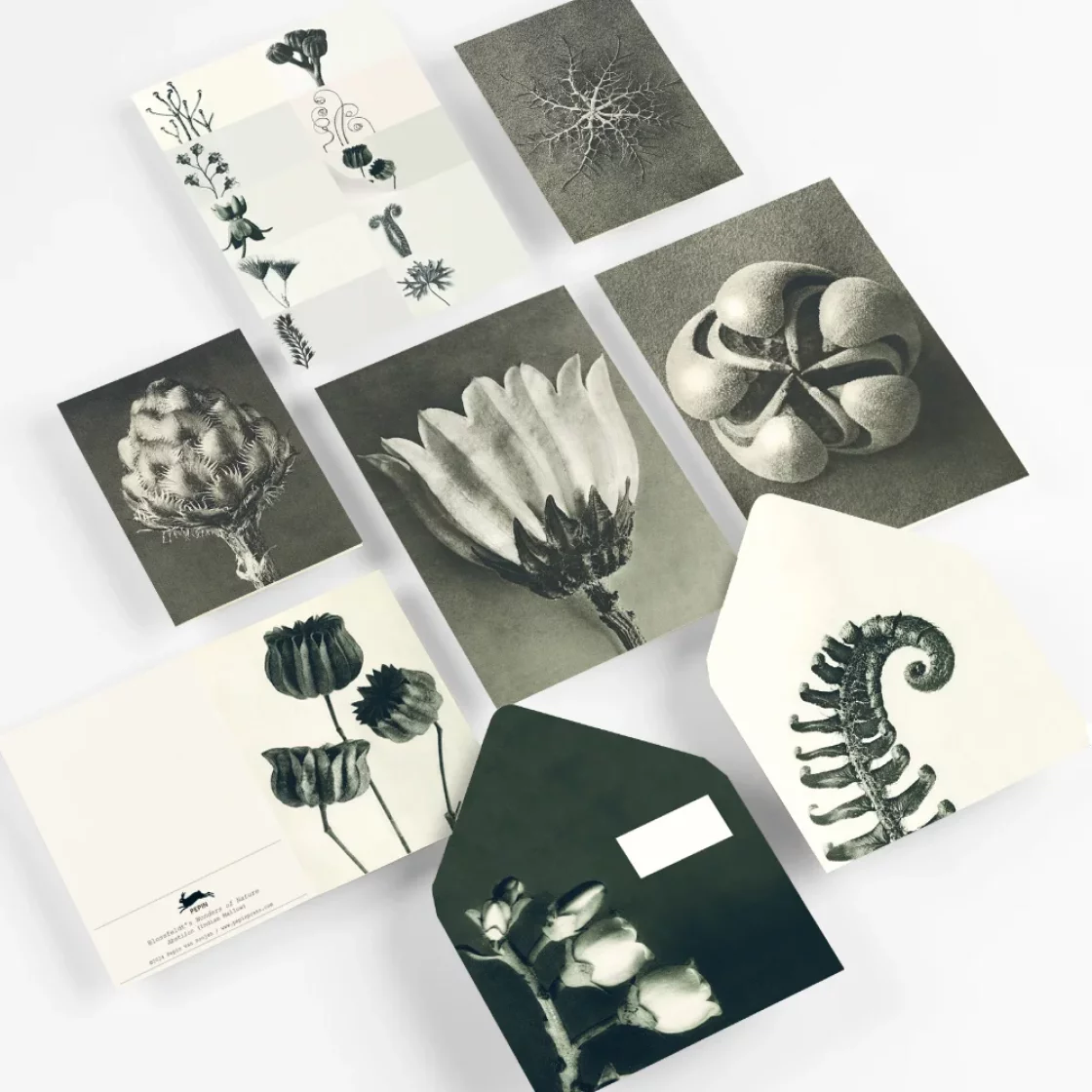 CO06 Wonders Of Nature * Correspondence set * The Pepin Press