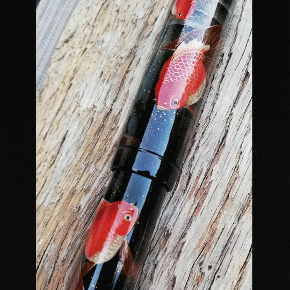 Emperor Gold Fish * Namiki