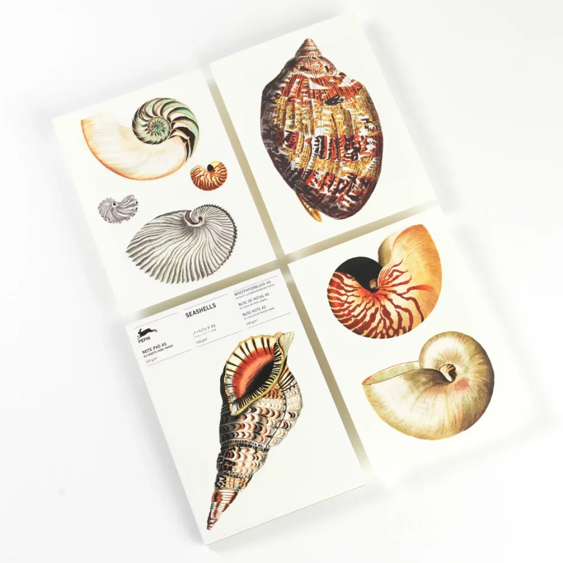 NP79 Seashells * A5 notepad * Pepin Press