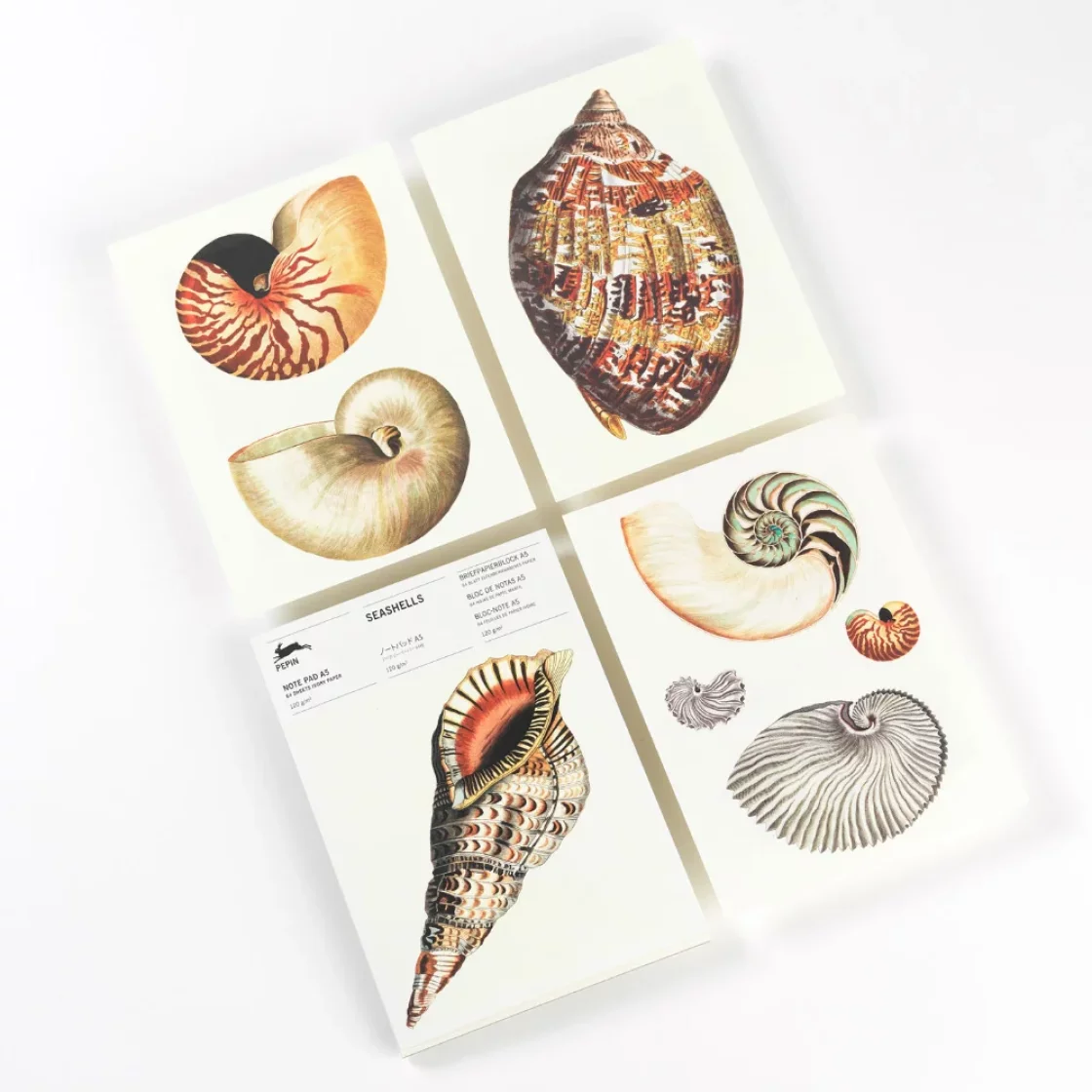 NP79 Seashells * A5 notepad * Pepin Press