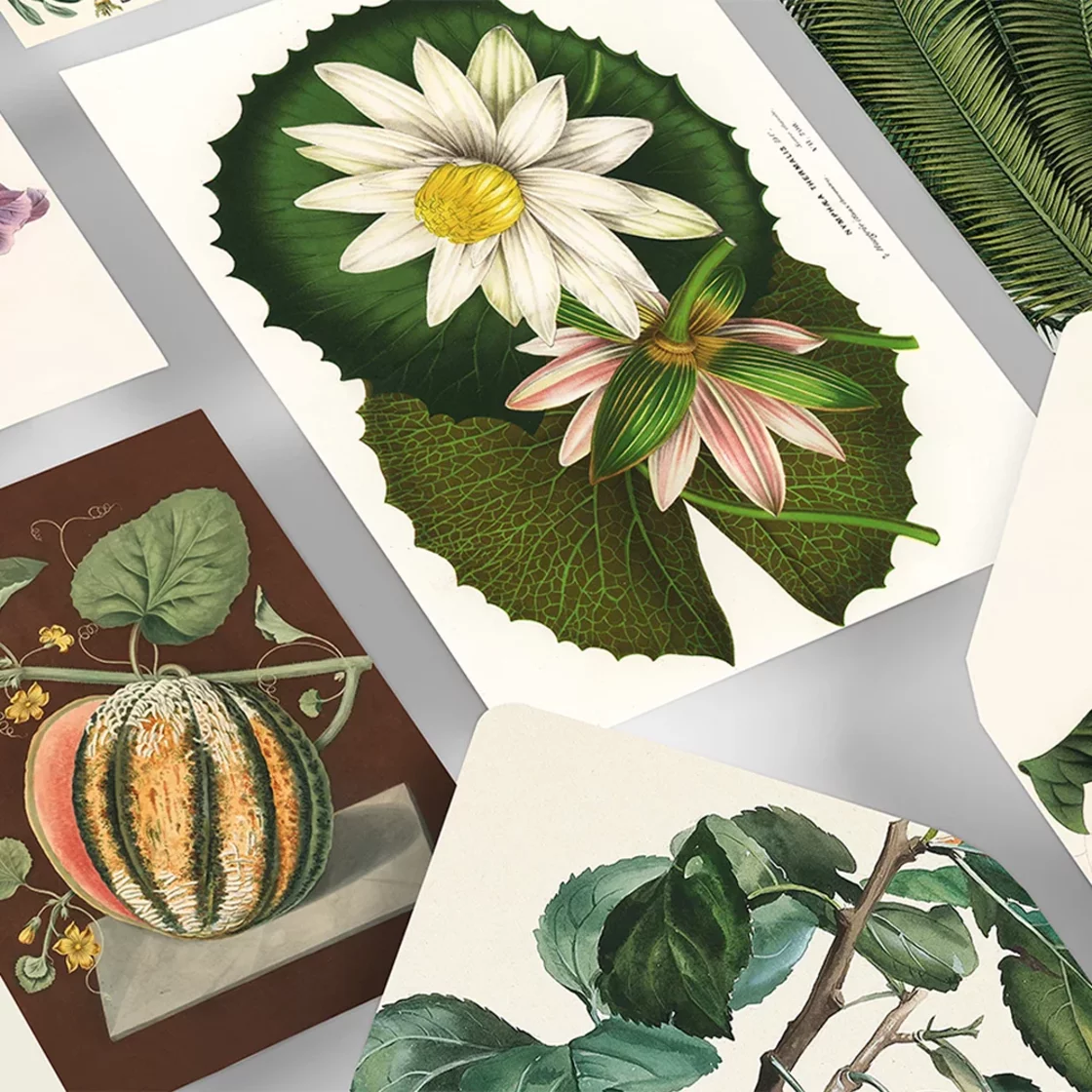 COR75 Botanical * Correspondence Set * Pepin Press