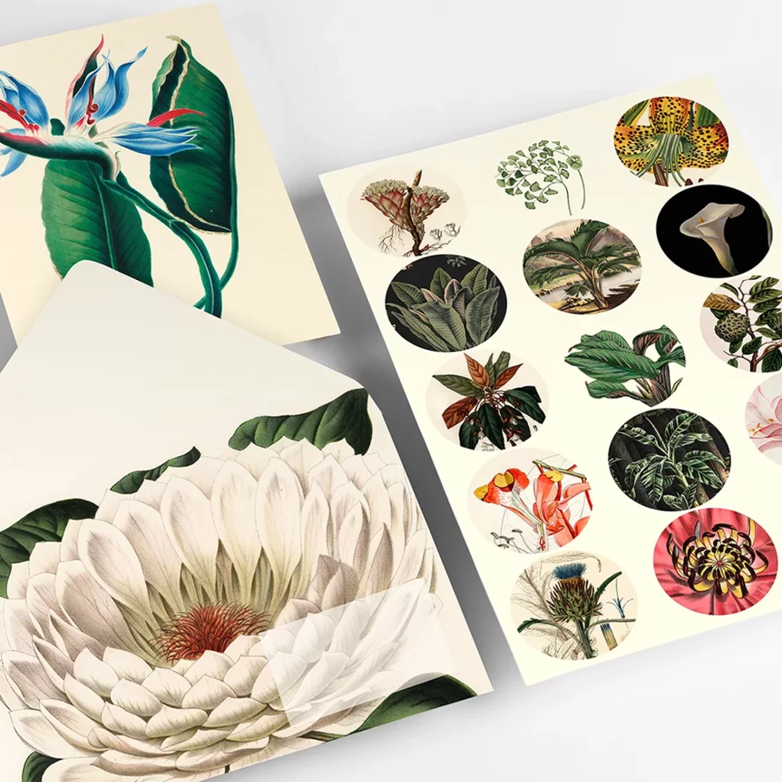 COR75 Botanical * Correspondence Set * Pepin Press