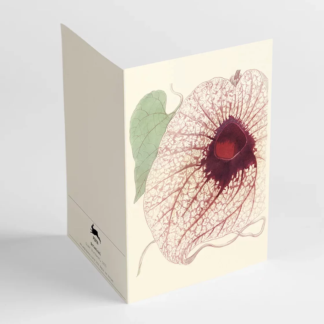 COR75 Botanical * Correspondence Set * Pepin Press